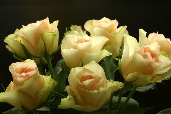 Yellow roses in a beautiful composition