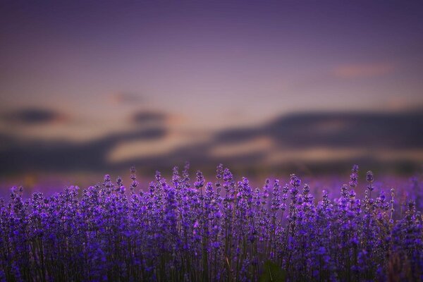 Splendida natura. Campo di lavanda al tramonto