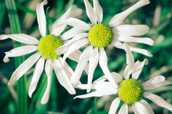 Trois grandes marguerites blanches