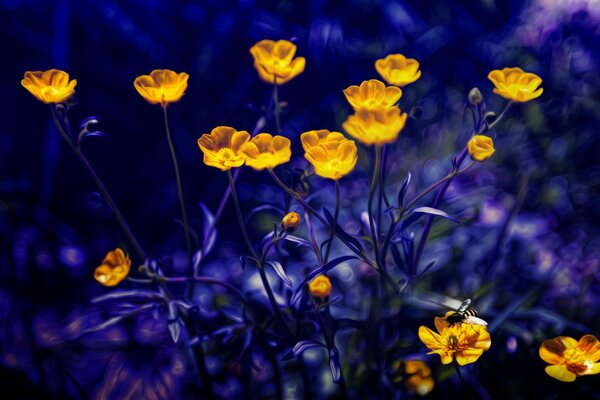 Sehr schöne leuchtende Butterblumen