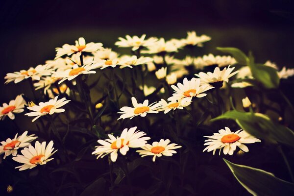 Les grandes marguerites dans le champ sont attirés par la lumière