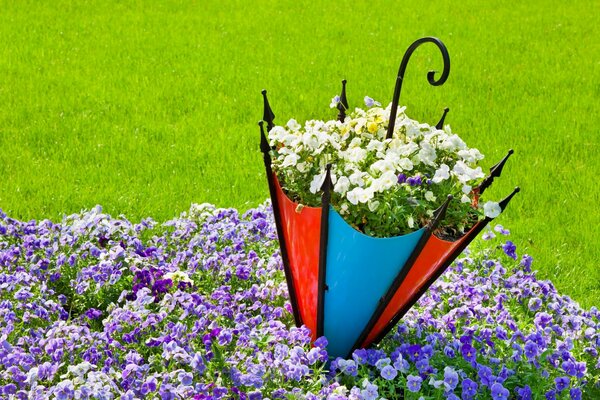 Magic flower bed with pansies