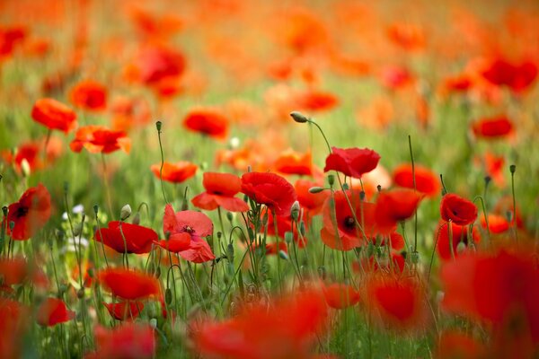 Campo primaverile con papaveri in fiore