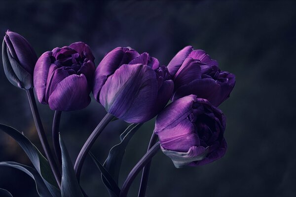 Blumenstrauß aus lila Tulpen