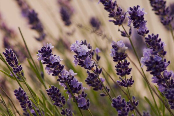 La lavanda cresce in un prato verde