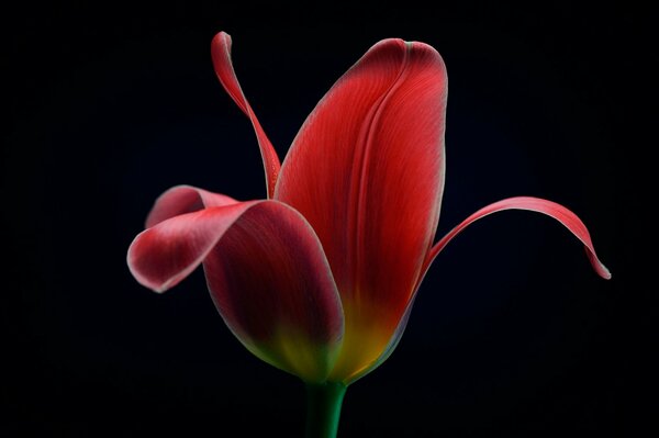 Red tulip on a black background