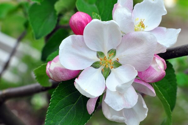 Photo of a beautiful white flower