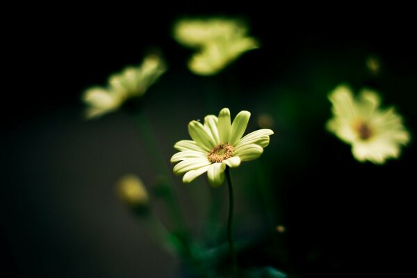 Floración de flores blancas con un tinte verde