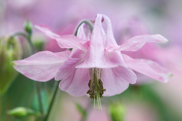 Die Blume von Aquilegia ist ungewöhnlich rosa