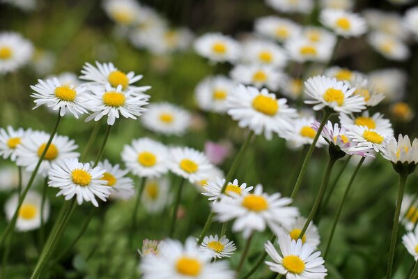 Weiße Gänseblümchen auf der grünen Wiese