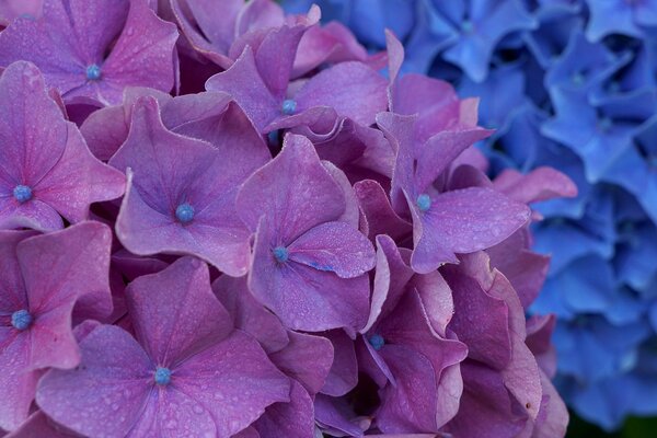 Der Blütenstand einer violetten Hortensie