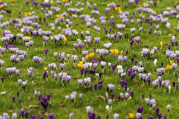 Printemps clairière de fleurs fabuleuses