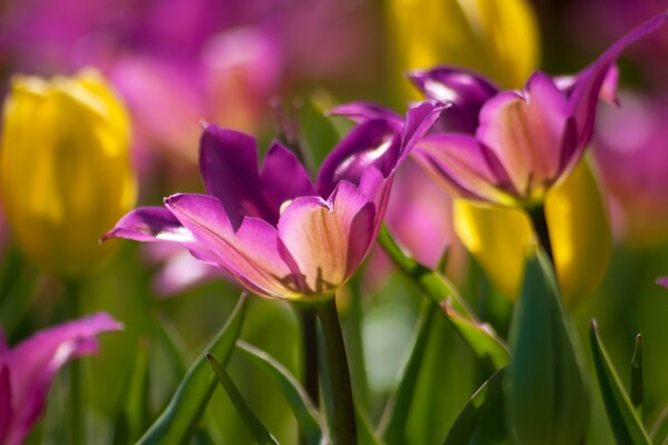 Lose lila Tulpen auf verschwommenem Hintergrund