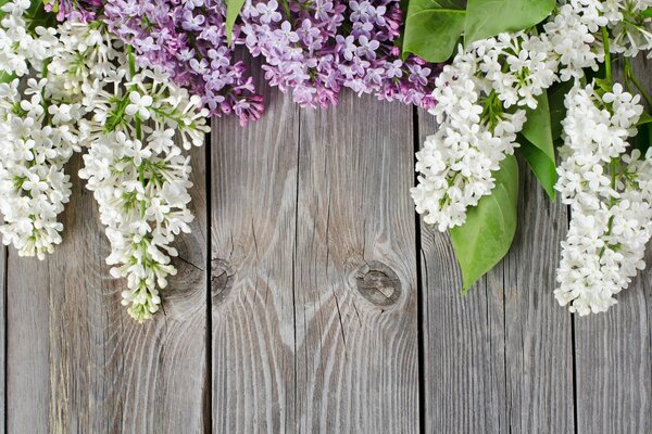 Lilas sur fond de planche de bois