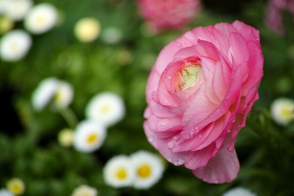 Fiore rosa. Ranuncolo. Camomille