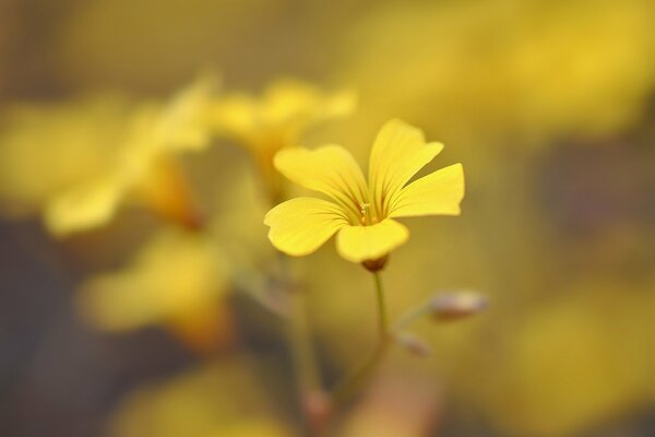 Gelbe Wildblumen auf verschwommenem Hintergrund