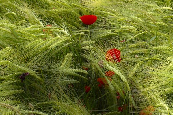 Fleurs de pavot parmi les épis verts de seigle