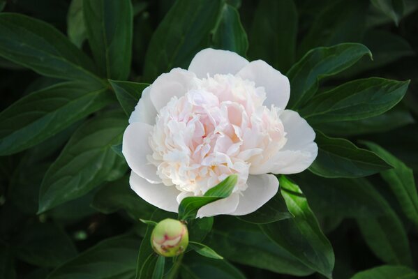 Blooming pink terry peony