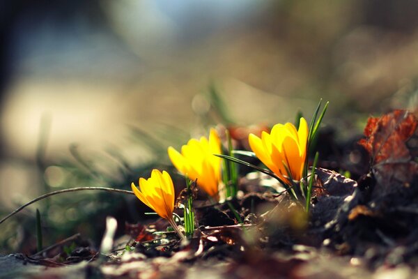 Feurige Blumen ziehen in die Sonne