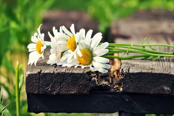 Blumenstrauß von Gänseblümchen auf Holzhintergrund