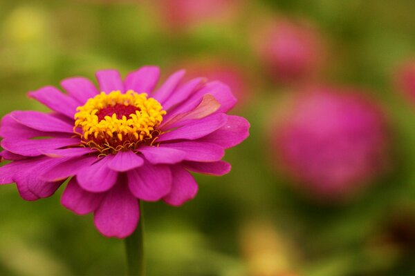 Rosa Zinia im Fokusmodus