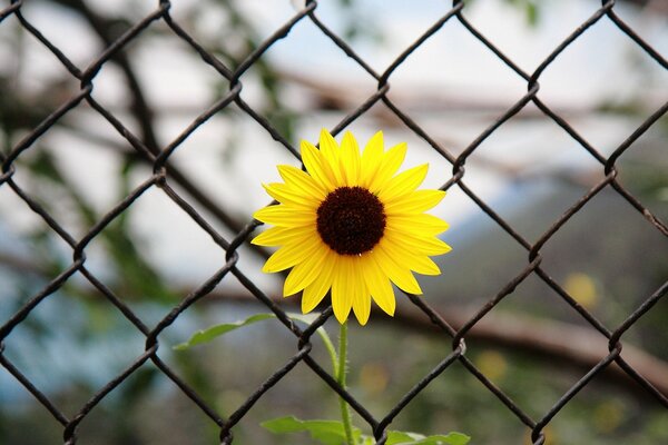 Gelbe Blume hinter Gittern. Unscharfer Hintergrund. Großformatfoto. Sehnsucht