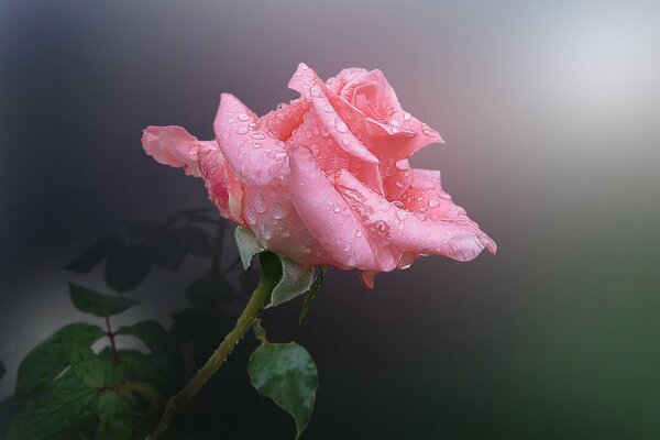 Fiore rosa con gocce di rugiada