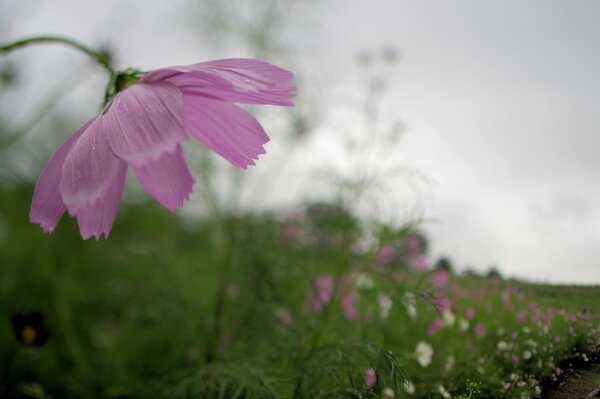 Cosmea rosa contra el cielo gris