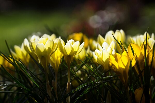 Gelbe Frühlingskrokusse vor dem Hintergrund der Sonnenstrahlen