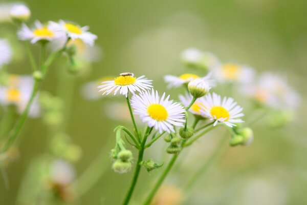 Piccole margherite fioriscono nel campo