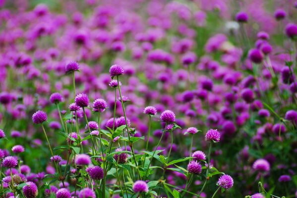 Background of bright purple flowers