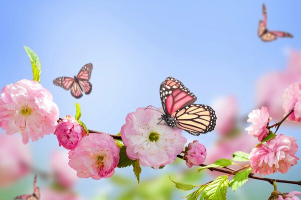 A branch with pink flowers and butterflies