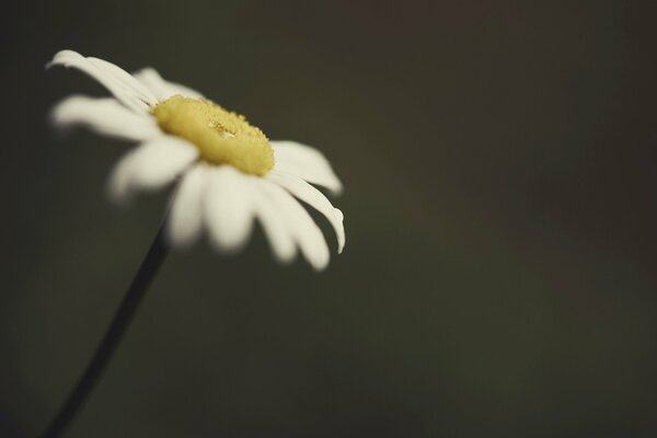 Margherita solitaria con sfondo sfocato