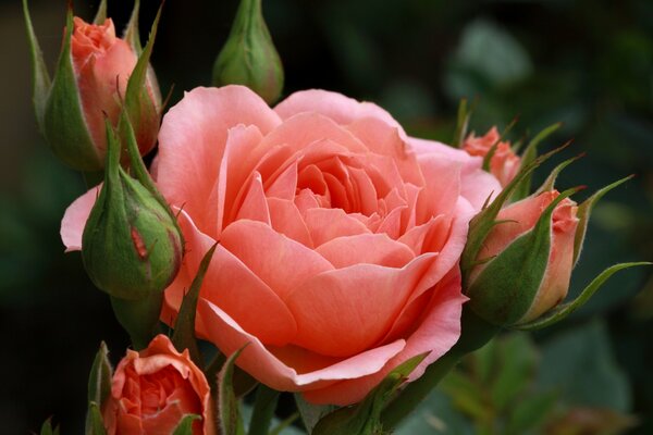 A blooming coral rose with buds on a green background