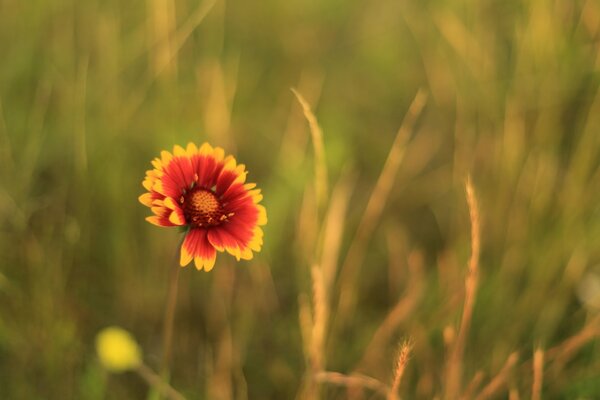 Helle Blume auf verschwommenem Hintergrund