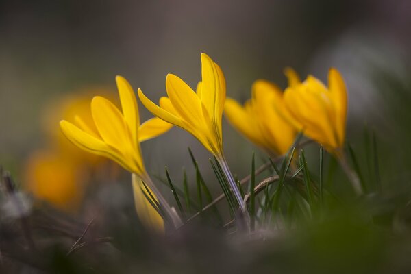 Estado de ánimo de primavera azafrán amor