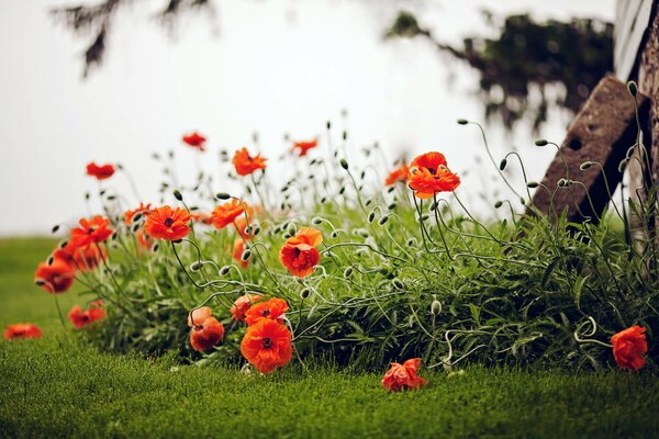 Amapolas rojas que crecen en el campo