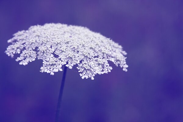 Großformatiges Bild von weißen Blumen in einem Regenschirm auf einem violetten Hintergrund