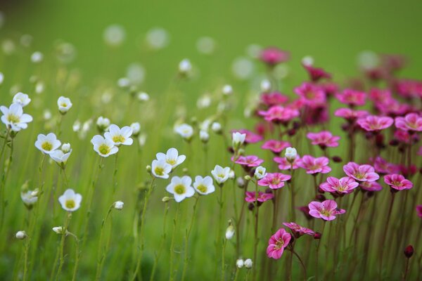 Petites fleurs blanches et roses sauvages