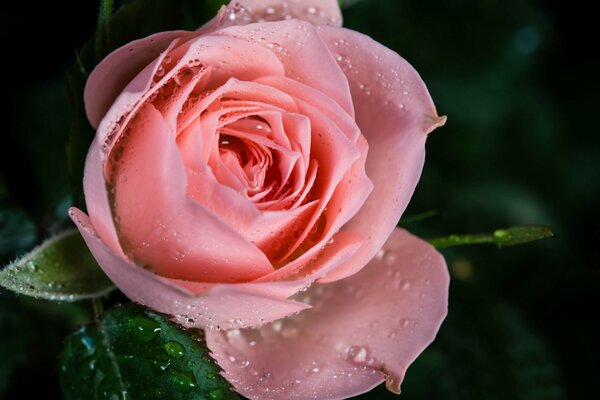 Rosa rosa con gotas de rocío