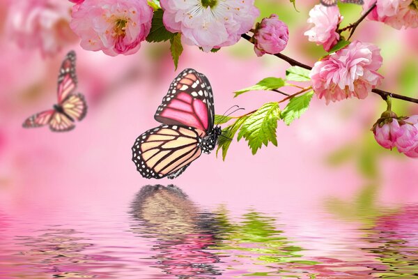 Rosa Blüten und Schmetterlinge spiegeln sich im Wasser wider. So ein Frühling wartet auf uns