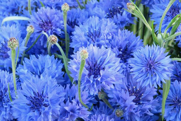 Blaue Kornblumen auf dem Feld