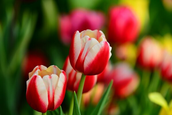 La primavera es el momento de los hermosos tulipanes