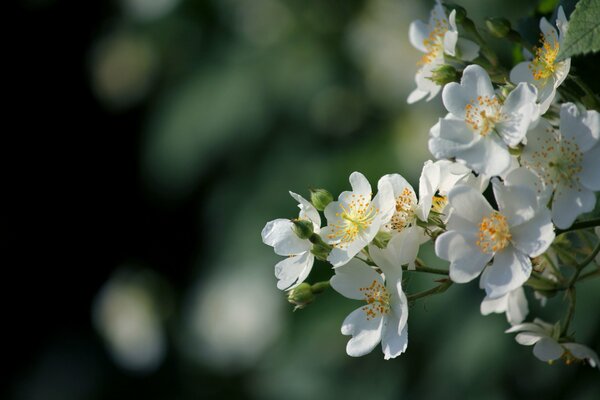 The trees bloomed and white flowers bloomed