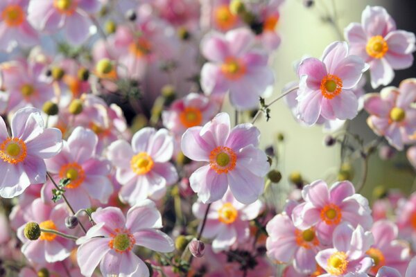 Hermosas flores Rosadas de verano