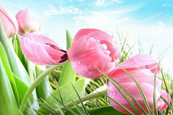 En primavera, no solo florecen los tulipanes, sino también los corazones de las mujeres