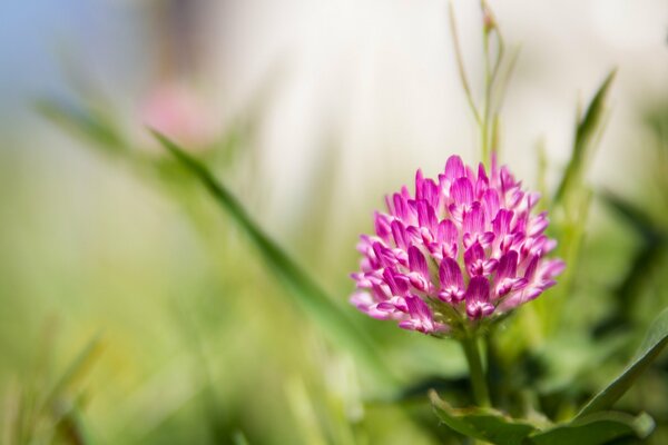 Closeup fleur de trèfle