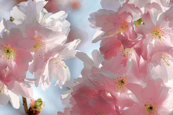 Las primeras flores de cerezo más tiernas de la primavera