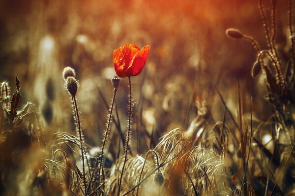 Field of poppies with buds in spring