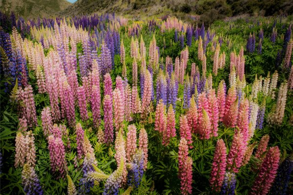 Nuova Zelanda fioritura lupino